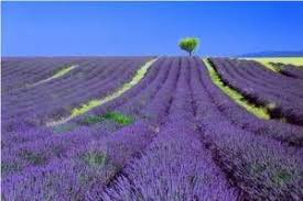 Lavender Croatian Nature Croatia Holidays24 Campos De Lavanda Imagens Fantasticas Natureza