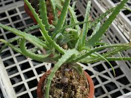 キダチアロエの育て方 挿し木での増やし方や植え替えのコツは Horti ホルティ By Greensnap