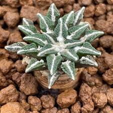 Image result for Kotschya carsonii