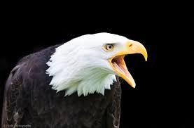 Als presidentskandidaat deed joe biden niet veel harten sneller slaan. Bald Eagle Portret Foto Van Hansjolie Zoom Nl