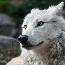 Pin By Petra Ristavaara On Koirot In 2020 Animales Villielaimet Koira