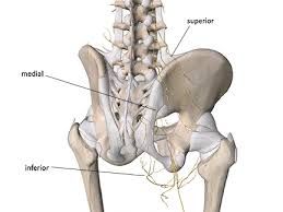 .with low back pain, medial superior cluneal nerve entrapment compromise at the posterior iliac crest crossing site, and to evaluate the results of nerve release. The Hidden Nervous System Academy Of Clinical Massage
