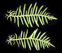 Image result for Xenostegia pinnata