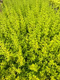 Image result for Ligustrum sinense