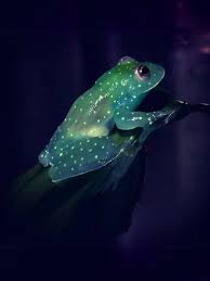 Image result for glass frog