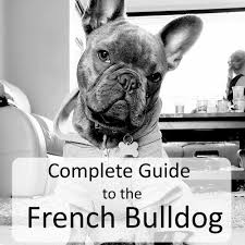 In dogs, the success rate for artificial insemination isn't as high . The Complete Guide To The French Bulldog French Bulldog Full Grown Bulldog Puppies Bulldog