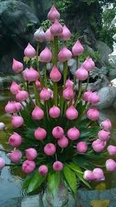 Epingle Sur Fleures