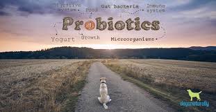 Probiotics For Dogs When They Help When They Harm Dogs Naturally