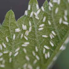 What are the signs of whiteflies infestation? How To Get Rid Of Whiteflies Naturally