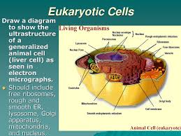 Understandings eukaryotes have a compartmentalised cell structure. Topic 1 Cells Ppt Download