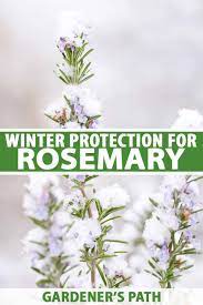 Maybe you would like to learn more about one of these? How To Protect Rosemary Plants In The Winter Gardener S Path