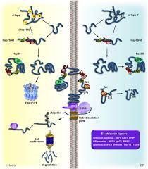 Protein Quality Control In The Cytosol And The Endoplasmic Reticulum Brothers In Arms Sciencedirect