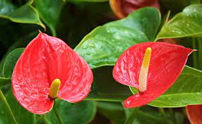 Plantes retombantes fleurs intérieur planter des fleurs plantes tombantes interieur plante tombante plantes de salon jardinage deco astuce jardinage bricolage. Anthurium Rouge Anthurium Andreanum Entretien Rempotage Arrosage