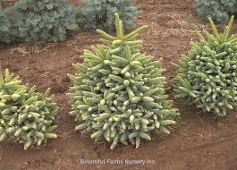They are found through much of north and central america , europe , asia , and north africa , occurring in mountains over most of the range. Abies Pinsapo Aurea Wholesale Nursery Supplies Plant Growers In Oregon Nursery Guide