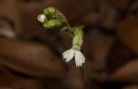 Image result for Cheirostylis