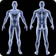 The purpose of the organs of the male reproductive system is to perform the following functions: Male Reproductive Organs Ck 12 Foundation