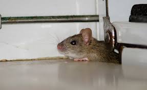 Throw out food left in dog or cat bowls. Report Pest Control Market Projected To Reach 27 5b By 2025 2019 10 08 Refrigerated Frozen Foods