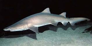 Sand Tiger Shark Wikiwand