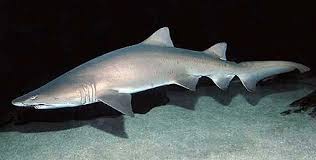 Sand Tiger Shark Wikiwand