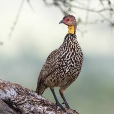 Image result for Leucas capensis