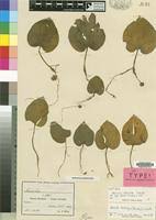 Image result for Nervilia kotschyi