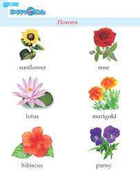 Preschool And Kindergarten Kindergarten English Plant Activities Kindergarten Worksheets
