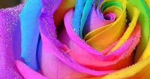 We did not find results for: Pin On Roses