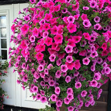 This variety is quite tolerant of the heat and will look great even during the hottest days of summer. Hanging Basket With Pink And Purple Petunias Hanging Flower Baskets Purple Flowers Garden Purple Petunias