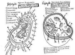 Prokaryote Coloring Sheet Coloring Sheets Prokaryote Coloring Prokaryotes Cell Diagram Coloring Sheets