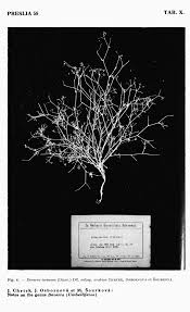 Image result for Deverra burchellii