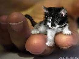Anak kucing mati setelah bulunya diberi pewarna banjarmasin post. Gambar Anak Kucing Yang Kecil Dan Lucu Tiny Cats Cute Animals Kittens Cutest