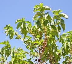 Image result for Vangueria