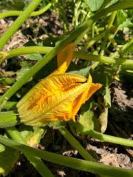 How to tell difference between male and female zucchini flowers. The Unique Pollination Systems Of Cucumbers Melons And Squash