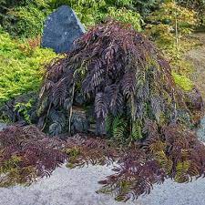 My bargain albizia julibrissin 'summer chocolate' is really stretching out and achieving some size. Albizia Julibrissin Chocolate Fountain