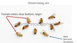 Wide range of fruits and vegetables. Fruit Fly Drosophila Melanogaster Experiment Ap Biology 2018