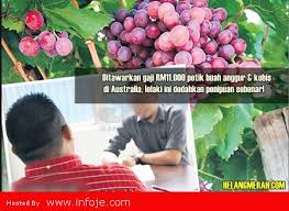 Anda perlu tahu kemana arah tuju anda dan dimana lokasi untuk bekerja sebelum anda sampai di sini. Ditawarkan Gaji Rm11 000 Petik Buah Anggur Kobis Di Australia Lelaki Ini Dedahkan Penipuan Sebenar Infoje Org