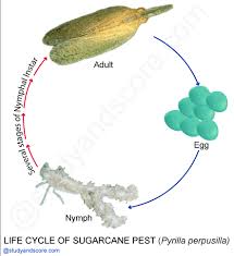 Sugarcane is primarily used for the production of cane sugar (sucrose). Pest Of Sugarcane Pyrilla Perpusilla Distribution Life Cycle Nature Of Damage And Control Measures Study Score