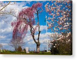 The willow tree is resilient; Pink Weeping Willow Tree Acrylic Print By Kirkodd Photography Of New England