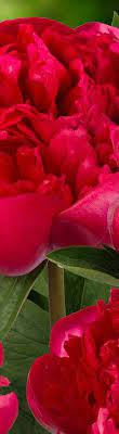 Plant in spring or fall. Bare Root Peonies Ednie Flower Bulbs Fred C Gloeckner Co Inc Etched Salmon