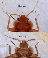 If you hire a handler and dog, be sure. 5 Bugs That Look Like Bed Bugs Ehrlich Pest Control