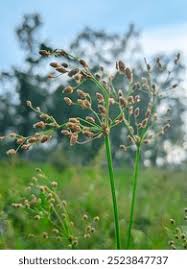 Image result for Fimbristylis