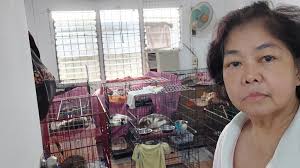 let's all extend some help to Feeding Strays Ph 🙏 they have 700+ rescued  cats and dogs in their care. some dogs and cats are still in the vet for  medications. they