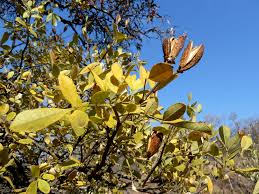 Image result for Schrebera