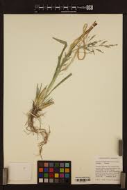 Image result for Eragrostis caespitosa