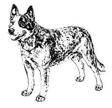 Two pansies coloring page from pansy category. Australian Cattle Dog Blue Heeler Coloring Pages Sketch Coloring Page Australian Cattle Dog Blue Heeler Blue Heeler Dogs Dog Coloring Page