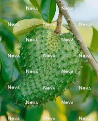 Image result for Annona muricata