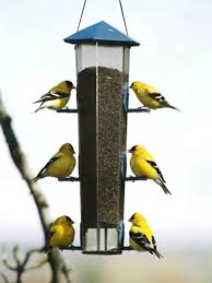 feeding birds in winter: to stop or not