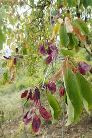 Image result for Terminalia