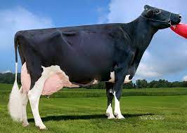 Gigi The Cow Broke The Milk Production Record Is That Bad For Cows The Salt Npr