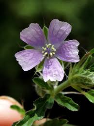 Image result for Monsonia angustifolia